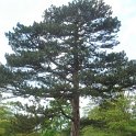 Pinus nigra